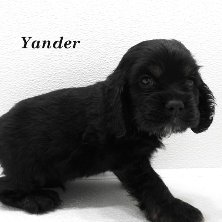 puppy, for, sale, Cocker Spaniel, Joe & Cherri  Overlease, dog, breeder, Miller, MO, dog-breeder, puppy-for-sale, forsale, nearby, find, puppyfind, locator, puppylocator, aca